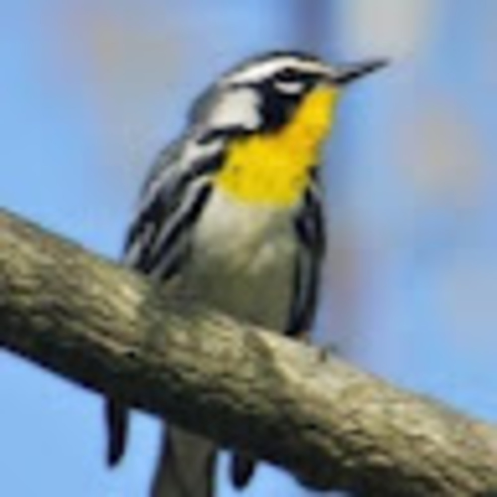 Meet your Posher, Gail